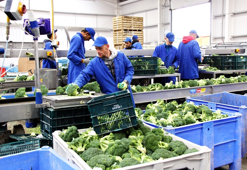 Brokoļu pakošanas cehā valda rosība, jo saņemts liels pasūtinājums. 
Autors: no EK arhīva