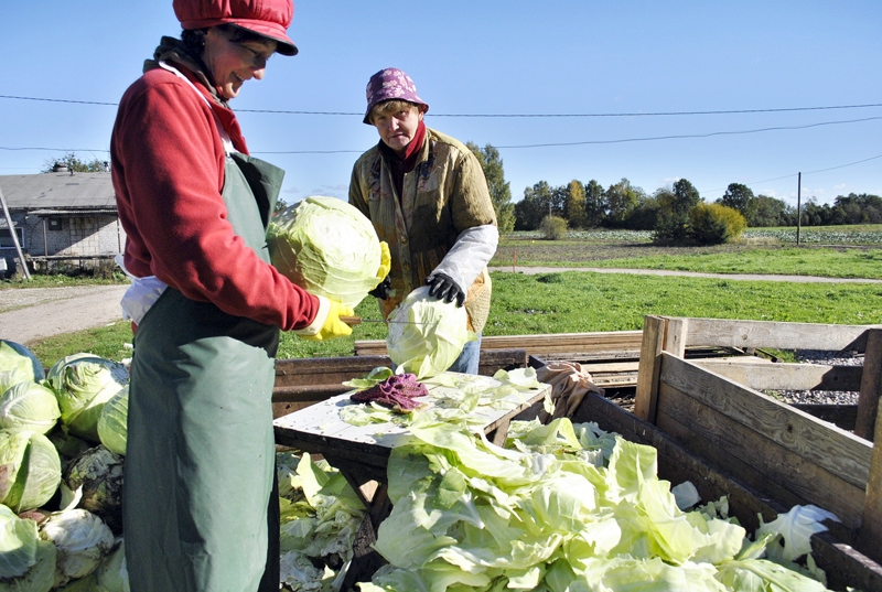 Novācot zaļās galviņas no lauka, pie pārstrādes ceha tos atbrīvo no liekajām lapām.
Autors: Ivars Bogdanovs