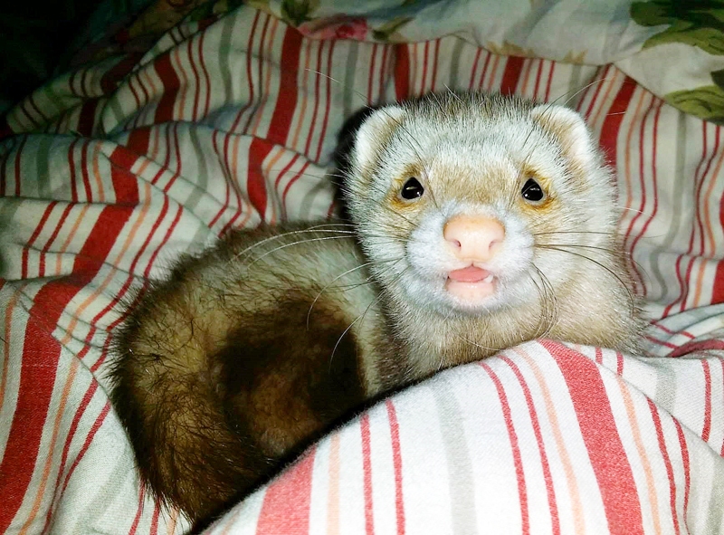 Princese. Lai seskulēni būtu veselīgi, droši un mīlīgi, jāiegulda darbs, citādi dzīvnieki būs bailīgi, agresīvi un kodīs.
Autors: no personiskā albuma.