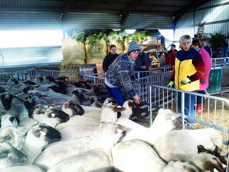 Zemgalieši «Mikaitās» praksē apguva aitu aprūpi.
Autors: no lauku konsultantu albuma