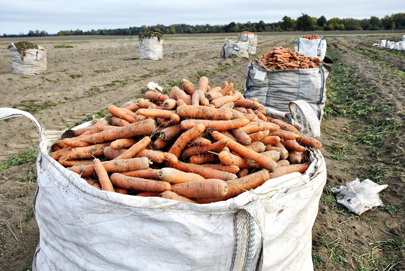 Dāviņu zemē burkāni šogad padevušies labi.
Autors: Ivars Bogdanovs