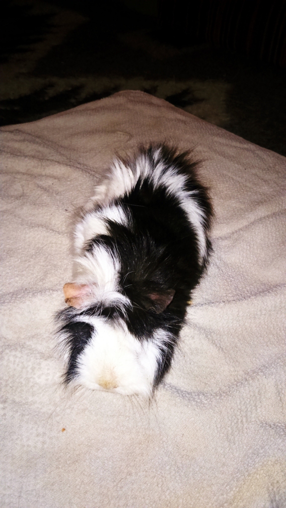 Cūciņai ir dažādas austiņas – viena rozā, otra melna.
Autors: Artūrs Dulbe