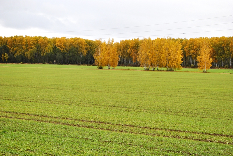 Ziemāji Zemgales laukos sadīguši, zemniekiem cerot uz labu laiku un tikpat bagātu ražu kā šogad.
Autors: Ivars Bogdanovs