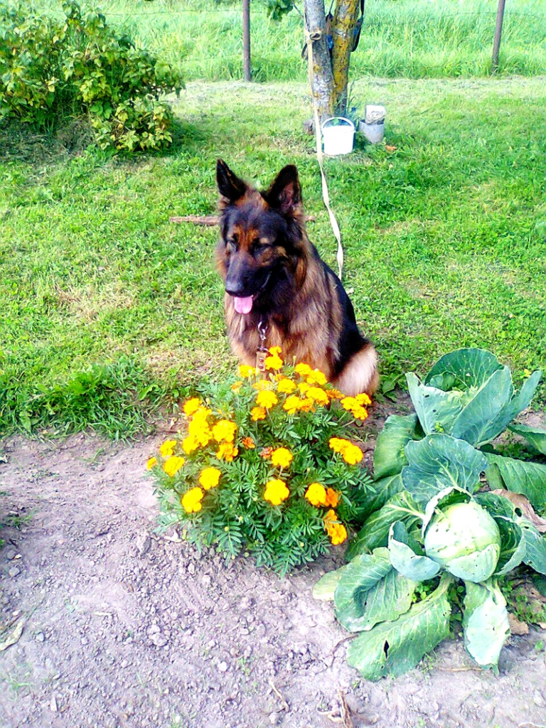 Agretai dārzā ir sava vietiņa. Pēc izskriešanās pa zaļumiem tā labprāt iet pie pavadiņas un laiski gozējas saulītē.
Autors: no personiskā albuma.