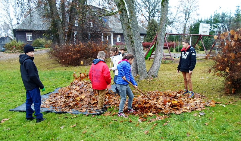 Nokritušās lapas Dzimtmisā nonāk kompostā, ko pavasarī izmantos dobju augsnes uzlabošanai.
Autors: no skolas albuma.