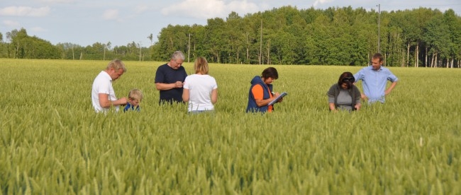 Konkurss Zelta lauks tieši ar to ir interesants, ka neviens nevar iepriekš paredzēt, kuri lauki katru gadu izrādīsies vērtīgākie un labākie – ne vienmēr vizuāli skaistākais kļūst arī par labāko, ne vienmēr visvairāk miglotais lauks nes arī vislielāko ražu. 
Autors: www.flla.lv