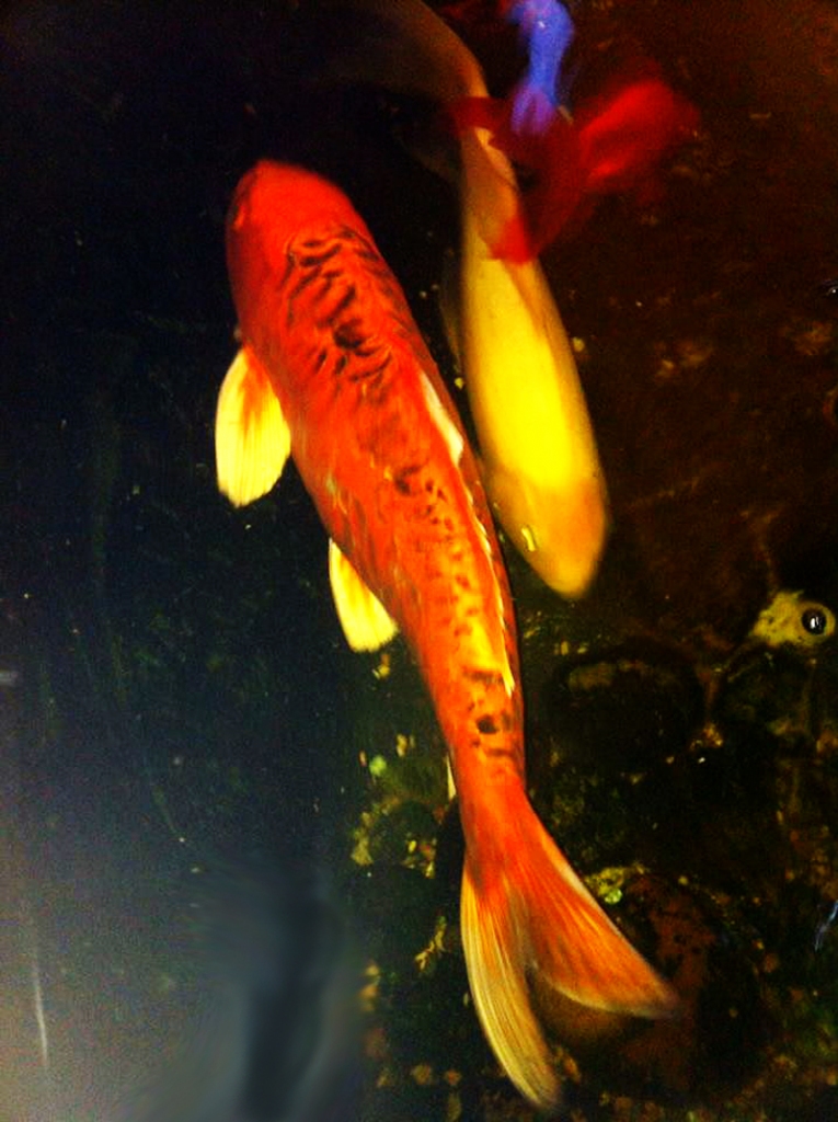 Lielākā koija krietni pāraugusi savu sugas pārstāvi.
Autors: Artūrs Dulbe