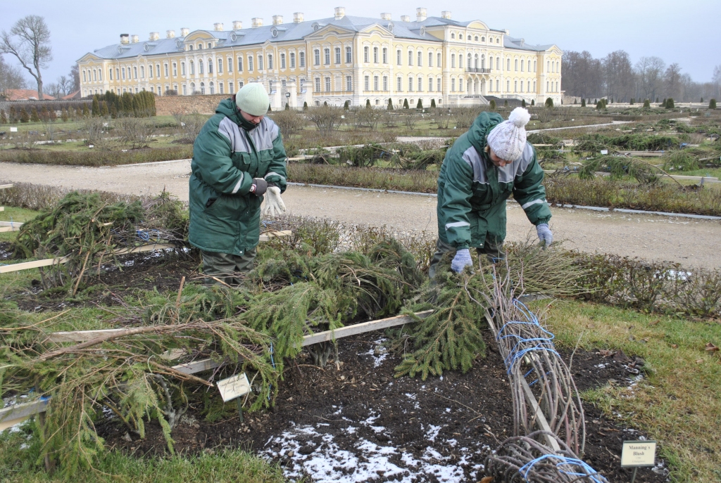 Dažas ziedu karalienes sedz austas niedru segas, bet lielākoties rozes un citi augi tiek ieziemoti ar kūdru, skujām un džutas maisiem.
Autors: Ivars Bogdanovs