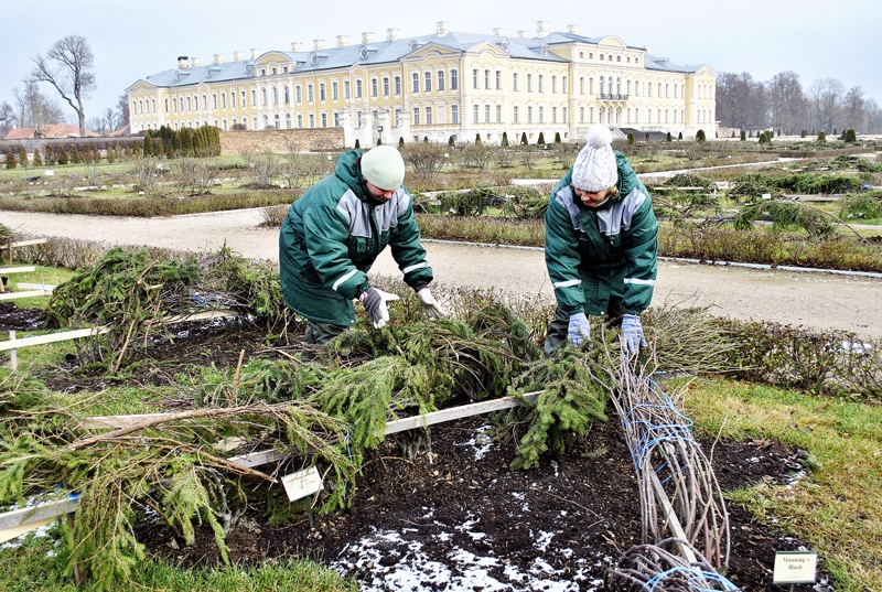 Dažas ziedu karalienes sedz austas niedru segas, bet lielākoties rozes un citi augi tiek ieziemoti ar kūdru, skujām un džutas maisiem. 
Autors: Ivars Bogdanovs