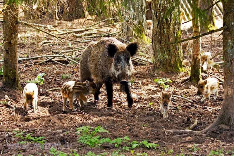 Mežacūku populācijas blīvumu iecerēts samazināt līdz vienai mežacūkai uz 200 hektāriem. 
Autors: redzet.lv