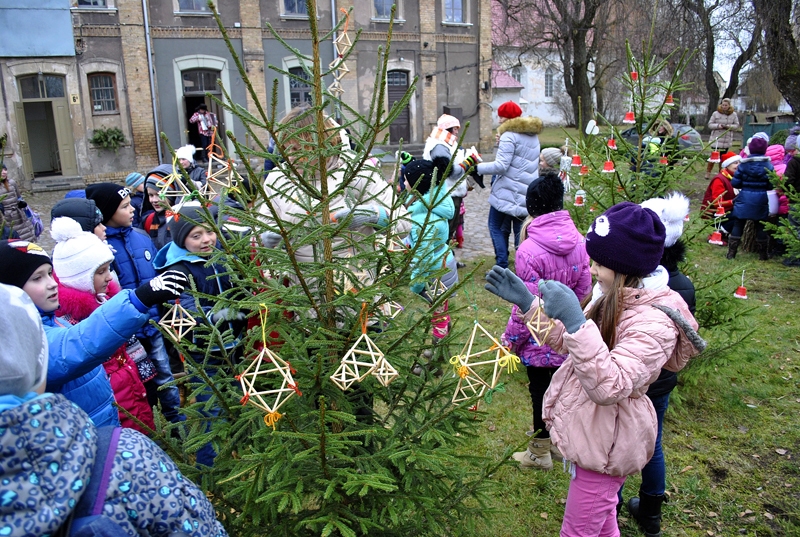 Bauskas 2. vidusskolas audzēkņi eglītēm sarūpējuši pašu darinātus rotājumus. 
Autors: Ivars Bogdanovs