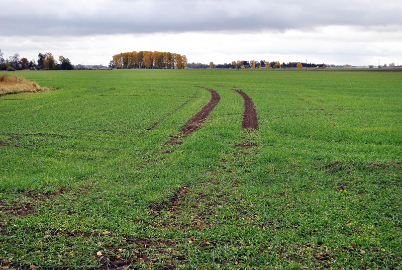 Ziemāji līdz miera periodam sazēluši labi, taču rudenī sējumiem trūka mitruma.
Autors: Ivars Bogdanovs