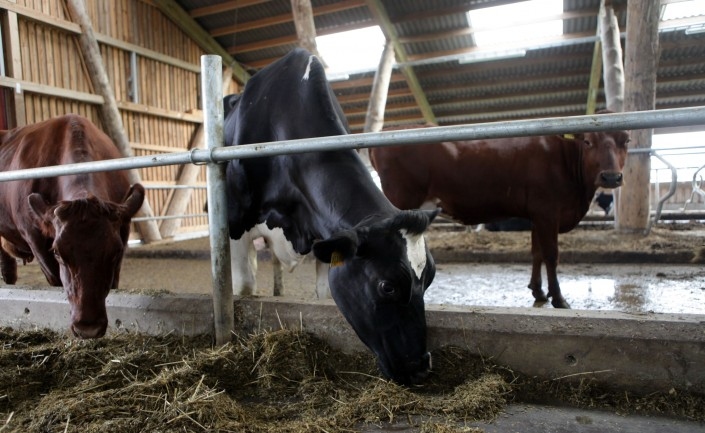 Vairākas zemnieku saimniecības likvidējušas govis vai apsver to darīt.
Autors: no db.lv