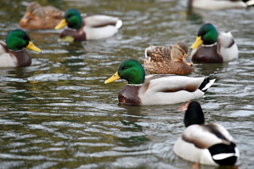 Autors: no skaties.lv