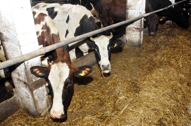 Piena ražotāji šogad izturējuši lielākos pārbaudījumus, un nākamais gads daudzu saimniecību pastāvēšanā var būt izšķirīgs.
Autors: Ivars Bogdanovs