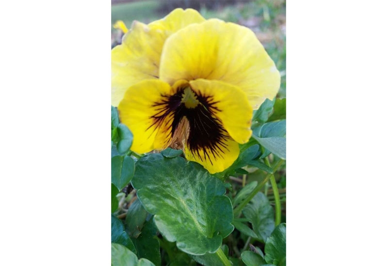 Pirms sniega «Drostalās» uzziedējušās atraitnītes bijis decembra beigās neierasts krāšņums.
Autors: no L. Arājas albuma