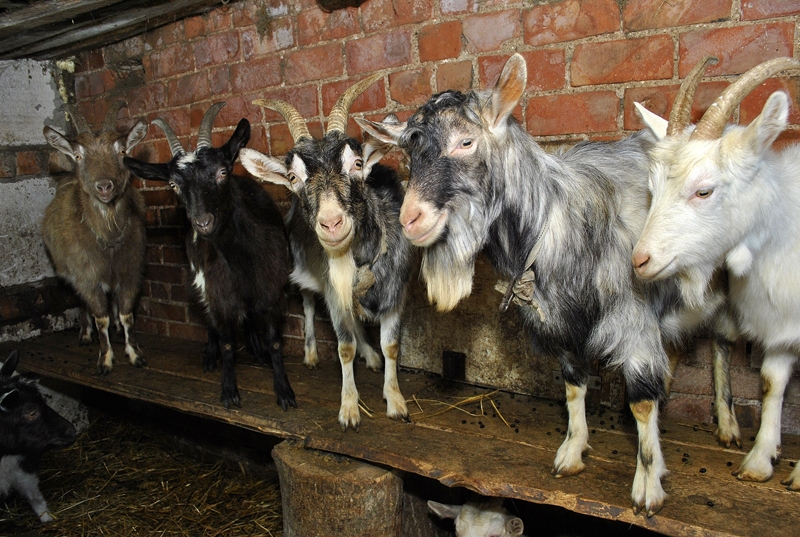 2015. gada simbols - kazas - ir godīgi «nostrādājušas» 365 dienas.
Autors: Ivars Bogdanovs