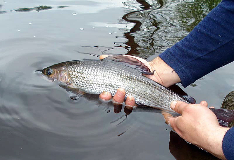 Alatu makšķerēšanas lieguma termiņš būs garāks.
Autors: no fario.lv