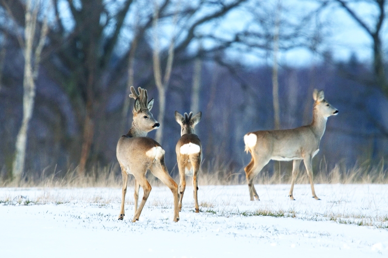 Stirnas šoziem bieži redzamas Iecavas novadā, bet Vecumnieku pusē mežazvēru skaits šogad mazāks, stāsta lauksaimnieki.
Autors: no arhīva
