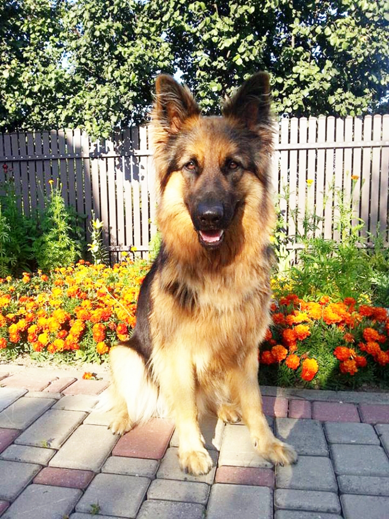 Mīlīgā Brenda, kamēr neviens neskatās, sastrādā ne mazums blēņu.
Autors: no personiskā albuma.