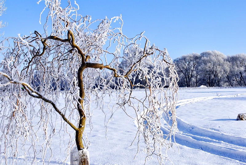 «Es aiziet nevaru no tevis, sausais koks…» skan Vizmas Belševicas rakstītie vārdi jubilāra Raimonda Paula mūzikā un balti mirdzošā ziemas dienā.
Autors: Ivars Bogdanovs  