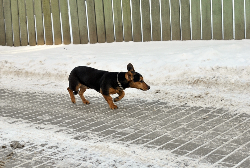 Ziemas salā par suņiem būtu jārūpējas īpaši.
Autors: Ivars Bogdanovs