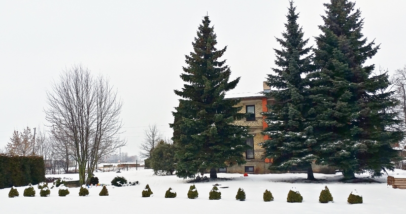 Karaliskās egles pāraugušas pirms vairāk nekā 20 gadiem celto māju.
Autors: Ivars Bogdanovs