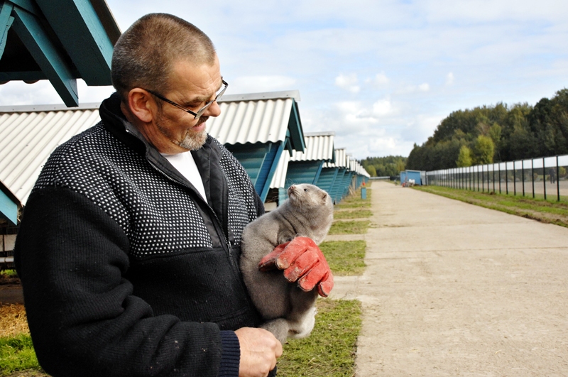 Leifs Mogensens, «Baltic Devon Mink» valdes loceklis, atvērto durvju dienā 2013. gada oktobrī izrādīja žurnālistiem ražotni, kur tagad pasaules tirgus ietekmē ražošanu nākas samazināt teju par pusi.
Autors: no «Bauskas Dzīves» arhīva