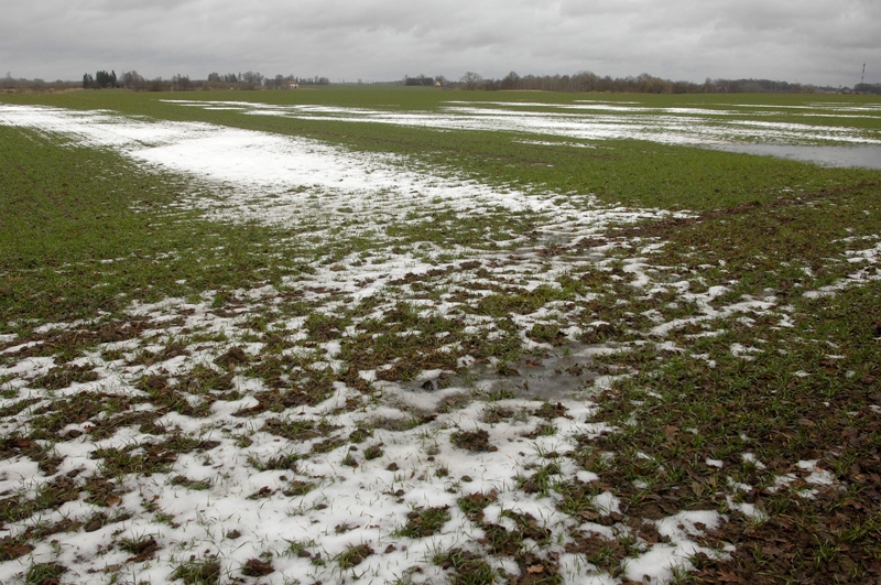 Sniegs no laukiem Bauskas un Iecavas novadā pazuda dažās dienās, gaisa temperatūrai paceļoties virs nulles un līstot kausējošam lietum.
Autors: Ivars Bogdanovs
