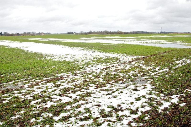 Sniegs no laukiem Bauskas un Iecavas novadā pazuda dažās dienās, gaisa temperatūrai paceļoties virs nulles un līstot kausējošam lietum.
Autors: Ivars Bogdanovs