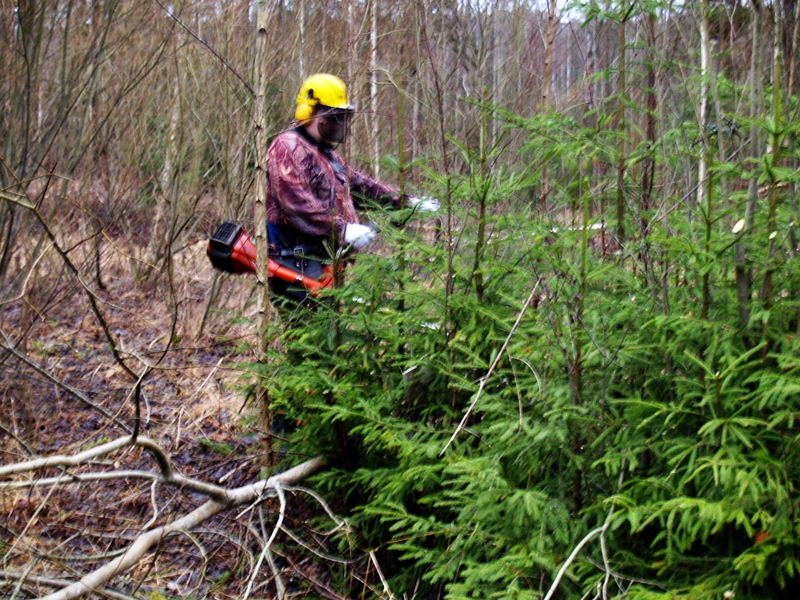 Raimonds Mežaks ar krūmgriezi tīra eglīšu audzi, nogāžot blīgznas un līkos bērziņus.
Autors: Antra Ērgle