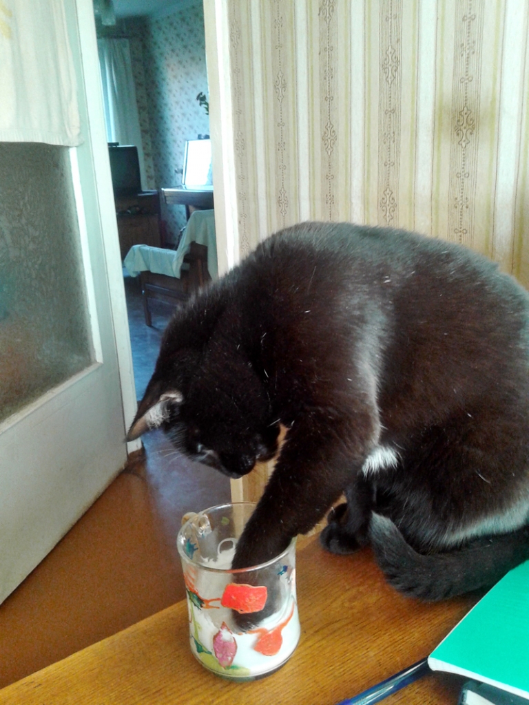 Krējumlaiža pārtop jogurtlaižā – kaķi labprāt nogaršo jaunus gardumus, ko ēd cilvēki.
Autors: no «Bauskas Dzīves» arhīva.