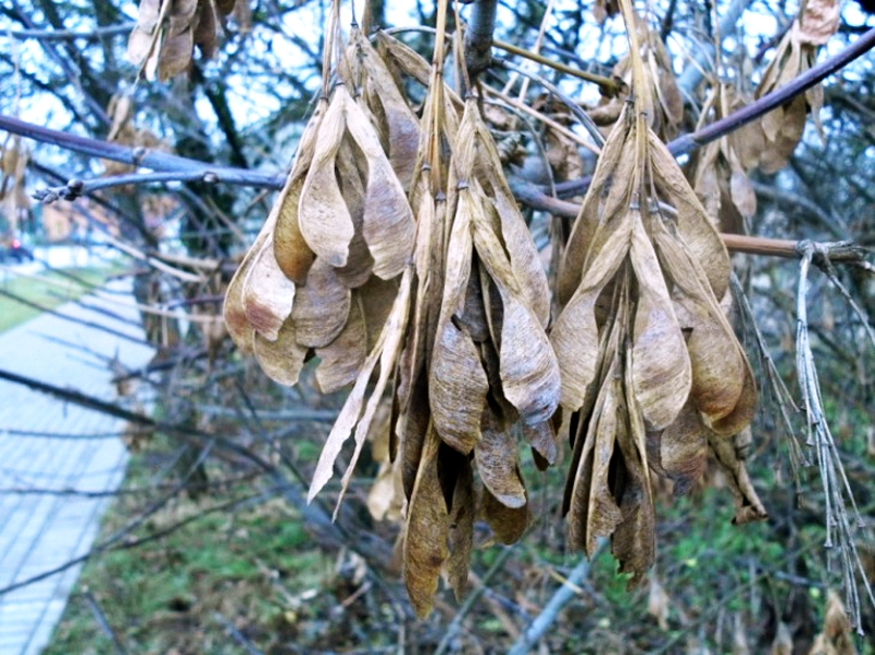 Ošlapu kļavas augļi.
Autors: no Latvijas Dendrologu biedrības albuma