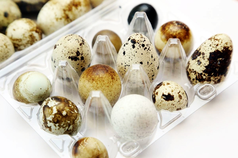 Paipalu un vistu ganāmpulks, kā arī olas bija jāiznīcina salmonelozes infekcijas dēļ.
Autors: no kasjauns.lv.