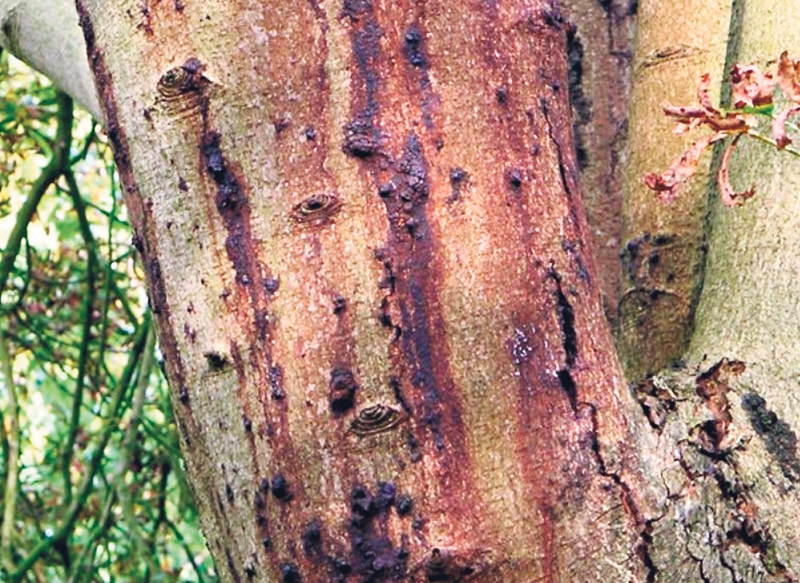 Autors: no Valsts augu aizsardzības dienesta arhīva