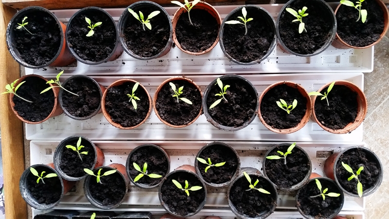 Dēstu audzēšanai vēl pamaz dienas gaismas, tāpēc vēlams papildu apgaismojums. 
Autors: Sandra Danosa