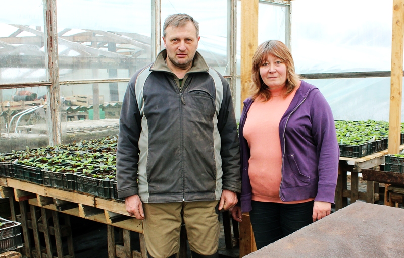 Jānis un Solvita Bites ar puķkopību nodarbojas jau 25 gadus.
Autors: Māris Krūmiņš