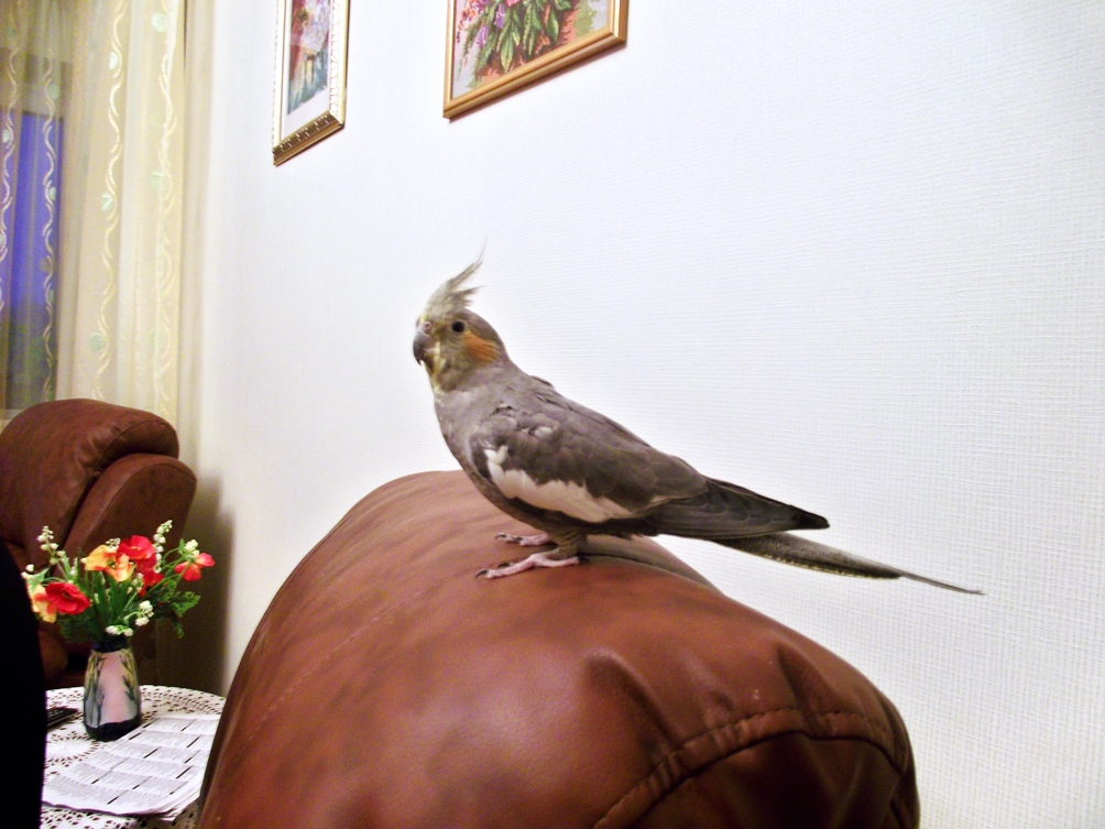 Korellas papagailis Bārnijs.
Autors: Artūrs Dulbe