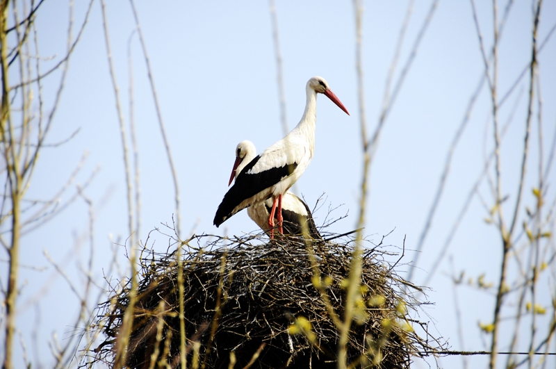 Autors: no «Bauskas Dzīves» arhīva