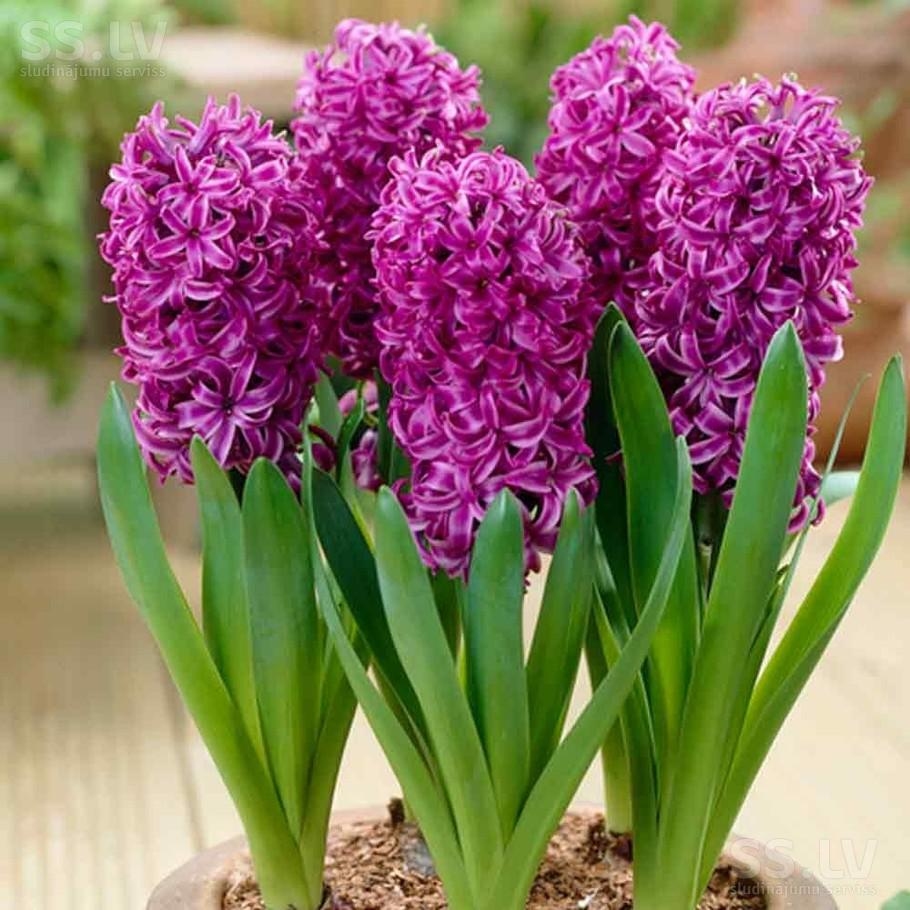 Hiacintēm podiņos esot ļoti labs noiets.
Autors: no 