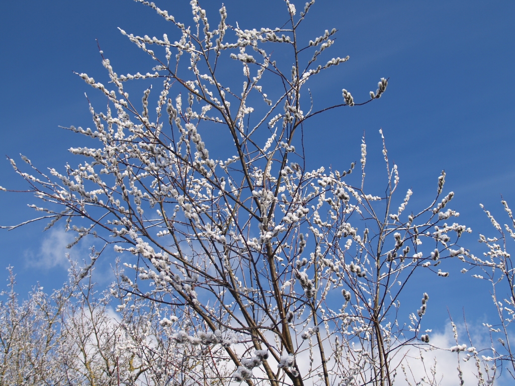 Pūpoli pirmās pavasara dienas rītā bija ieguvuši kuplākus sarmas kažociņus.
Autors: Antra Ērgle