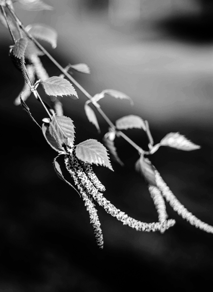 Autors: Arnis Indriks