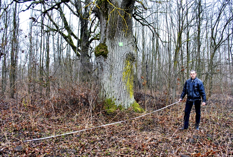 Jēkabs Bičevskis dižkokus lolo pie savas mājas un meklē vēl neatrastos citur novadā.
Autors: Ivars Bogdanovs