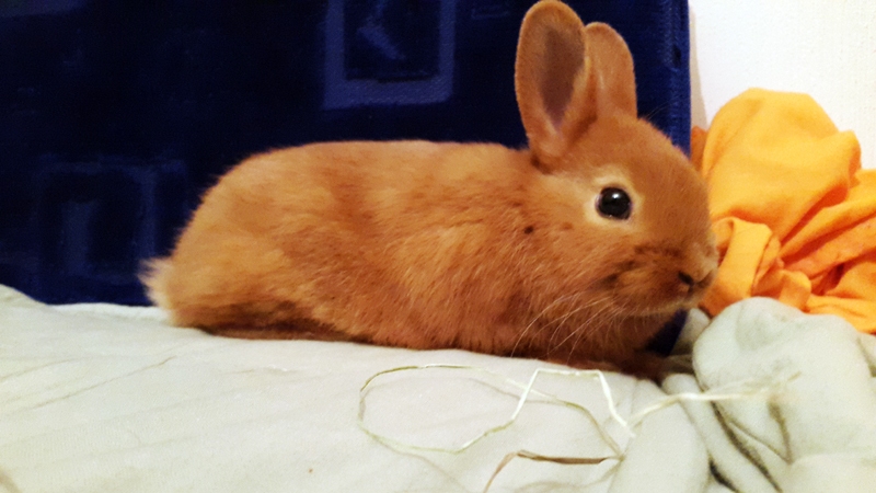 Pundurtrusītis Čārlijs ir ļoti veikls.
Autors: no personiskā albuma.