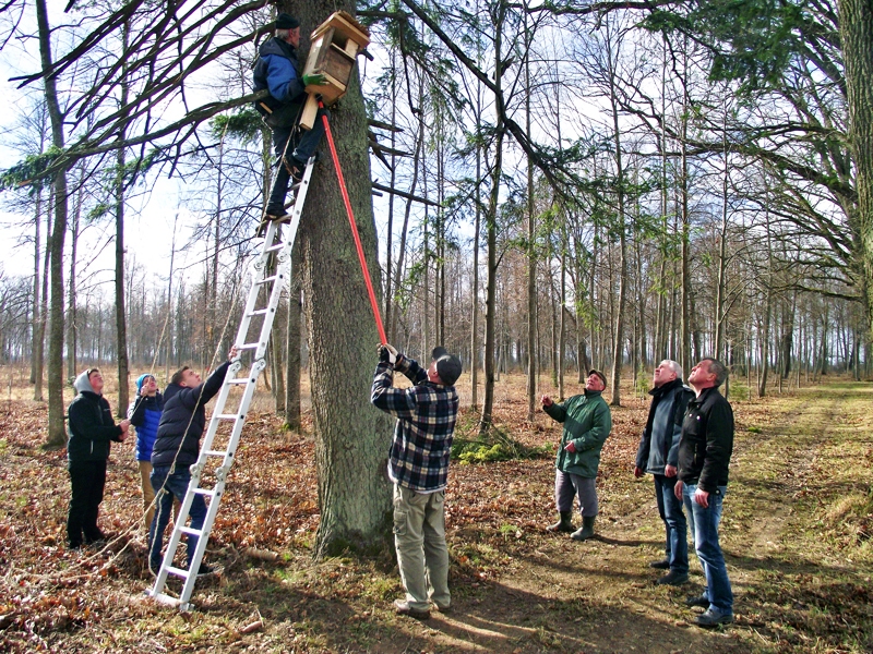 Smagākā putnu būra novietošanā meža parka kokā iesaistās gan tā izgatavotāji, gan Rundāles pils muzeja darbinieki.
Autors: Artūrs Dulbe