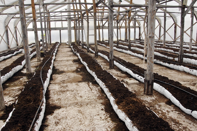 Andra Bites ģimenes saimniecības siltumnīcās pēc pāris nedēļām izstādīs sagatavotos tomātu stādus.
Autors: no «Bauskas Dzīves» arhīva