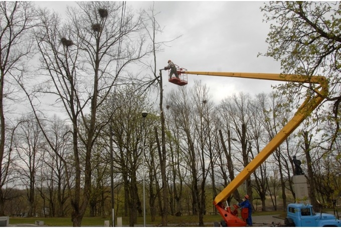 Krauķu kolonijas ligzdošanas ierobežošanai pilsētā pielietotas dažādas metodes.
Autors: no 