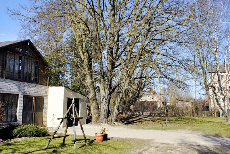 Daudzžuburu liepa dakteru mājas pagalmā, kas, tāpat kā ozols, iedēstīta 40. gadu sākumā.
Autors: Ivars Bogdanovs