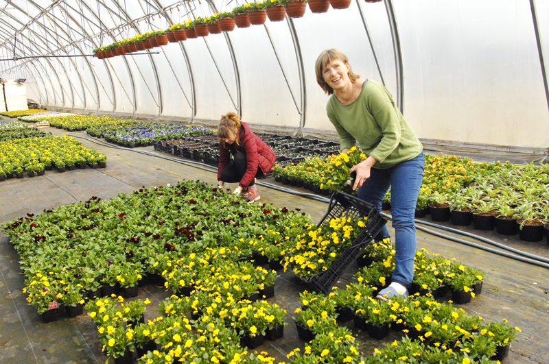 «Velgu» saimniece Inguna Smala (no labās) ar puķkopi Elīnu Dāboliņu liek kastēs klientiem vedamo produkciju.
Autors: Ivars Bogdanovs