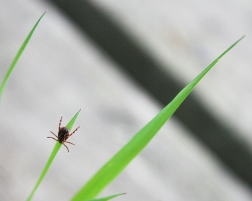 Autors: https://www.flickr.com/photos/courtneycelley/